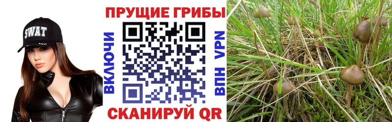 Галлюциногенные грибы Cubensis  Купить закладки  Лахденпохья 